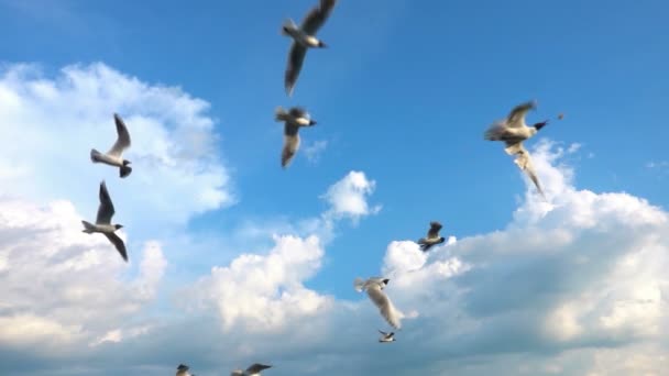 A flock of seagulls flies against the beautiful cloudy sky, slow motion, Catch in flight food — Stock Video