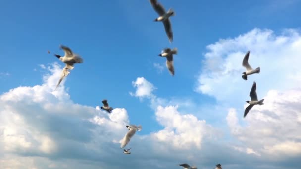 En flock fiskmåsar flyger mot den vackra molnig himmel, Slowmotion, fånga i flyg mat — Stockvideo