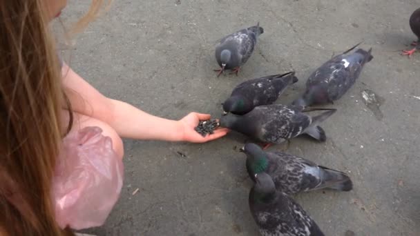 Gołębie jedzą żywność z babys ręce zwolnionym tempie — Wideo stockowe