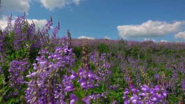 아름 다운 흐린 하늘 배경의 필드 샐비어 꽃에서 야생 — 비디오