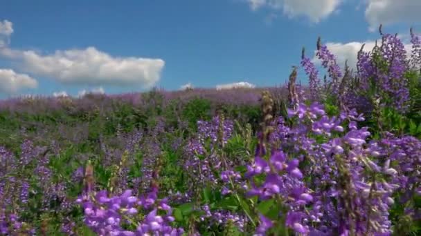 Άγρια στα λουλούδια Salvia πεδίου στο φόντο της ένα όμορφο συννεφιασμένο ουρανό — Αρχείο Βίντεο