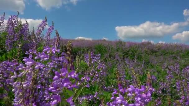 Divoké květy šalvěje pole na pozadí krásné zatažené obloze — Stock video