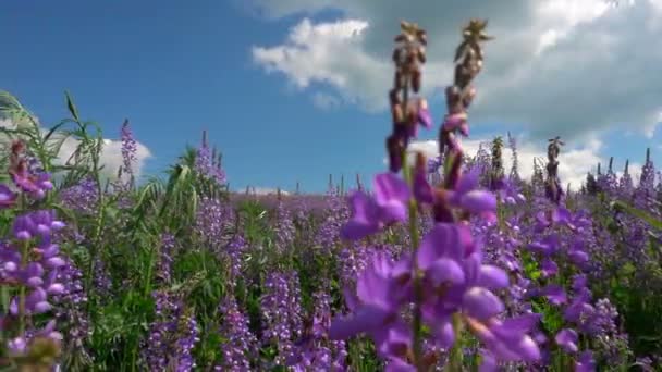 Salvaje en el campo Flores de Salvia en el fondo de un hermoso cielo nublado — Vídeos de Stock