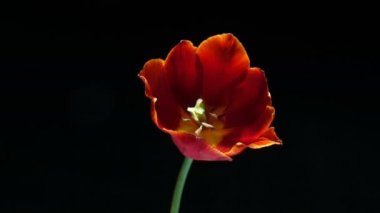 Siyah arka planda, alfa kanalı çiçeklenme kırmızı lale çiçek Timelapse