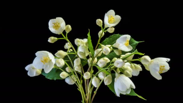 Lapso de tiempo de flores de jazmín blanco floreciendo sobre fondo negro, canal alfa — Vídeo de stock
