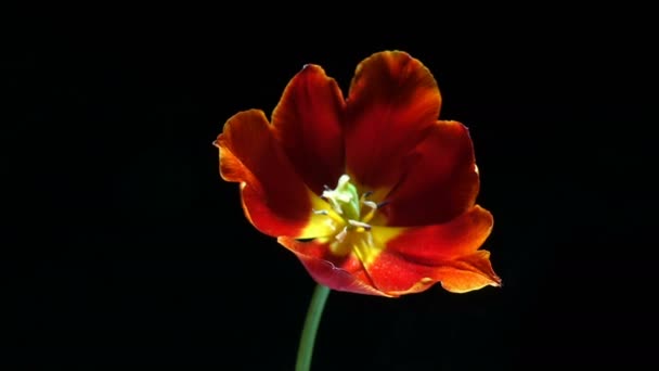 Timelapse de flor de tulipán rojo floreciendo sobre fondo negro, canal alfa — Vídeos de Stock