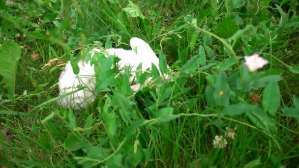 緑の芝生の上のうさぎ、白うさぎは少しウサギ、白ウサギ、スローモーション — ストック動画