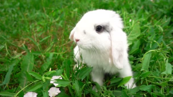 Кролик на зеленой траве, белый кролик, маленький белый кролик, замедленная съемка — стоковое видео