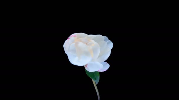 Timelapse van roze pioen bloem bloeien op zwarte achtergrond — Stockvideo