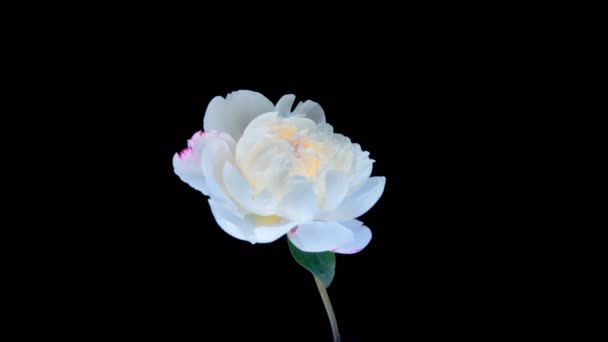 Timelapse de flor de peonía rosa floreciendo sobre fondo negro — Vídeo de stock