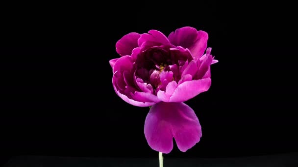 Timelapse de flor de peonía rosa floreciendo sobre fondo negro — Vídeo de stock