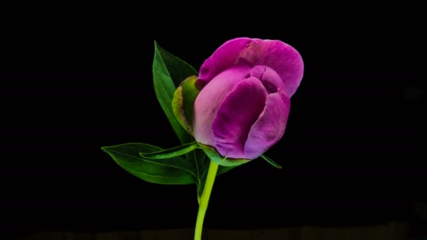Timelapse of pink peony flower blooming on black background — Stock Video