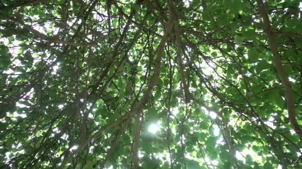 Os raios de sóis fazem o seu caminho através da coroa da macieira, câmera lenta — Vídeo de Stock