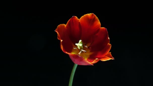 Timelapse de flor de tulipán rojo floreciendo sobre fondo negro, canal alfa — Vídeos de Stock