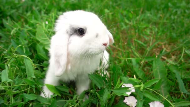 Rabbit on green grass, white rabbit little rabbit, Little white bunny, slow motion — Stock Video