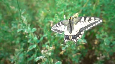 Kelebek Papilio machaon çiçekli erik ağacı üzerinde.
