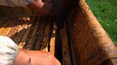 bir arı kovanı, ağır çekim arıcılar incelemek