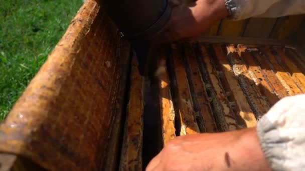 Apicultores inspeccionan una colmena, cámara lenta — Vídeo de stock