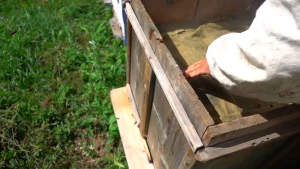 Gli apicoltori ispezionano un alveare, al rallentatore — Video Stock