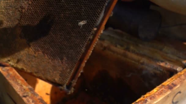 Пчеловоды осматривают улей, замедленную съемку — стоковое видео