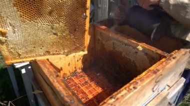 bir arı kovanı, ağır çekim arıcılar incelemek