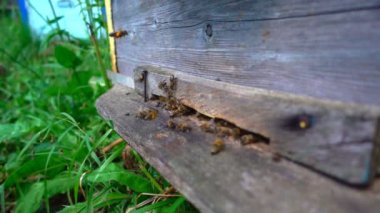Arılar arı kovanından uçar, ağır çekimde.