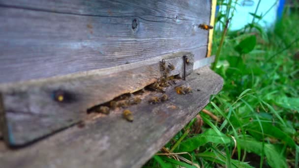 Bees fly from beehive, slow motion — Stock Video