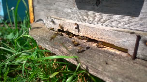 Las abejas vuelan de la colmena, cámara lenta — Vídeos de Stock