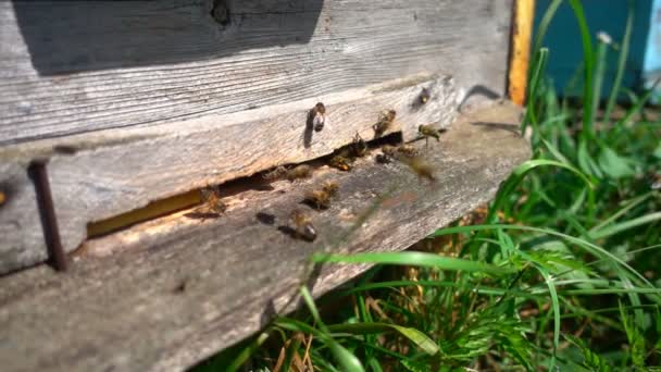 Las abejas vuelan de la colmena, cámara lenta — Vídeos de Stock