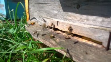 Arılar arı kovanından uçar, ağır çekimde.