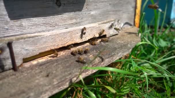 Las abejas vuelan de la colmena, cámara lenta — Vídeos de Stock