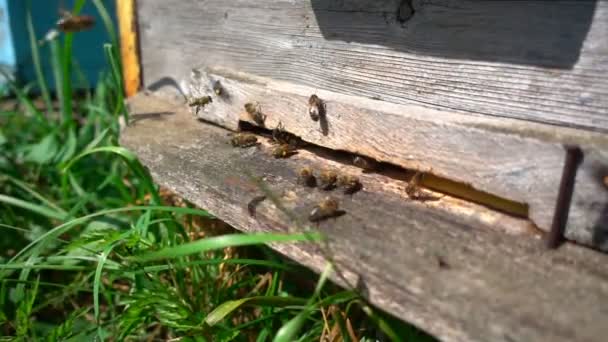 Les abeilles volent de la ruche, au ralenti — Video