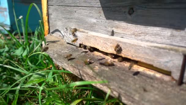 Bees fly from beehive, slow motion — Stock Video
