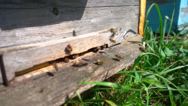 蜜蜂从蜂窝慢动作飞行 — 图库视频影像