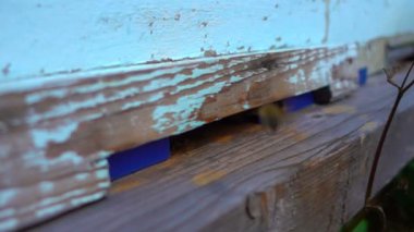 Arılar arı kovanından uçar, ağır çekimde.