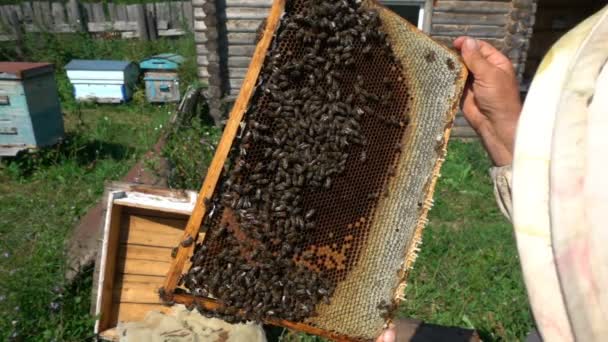 養蜂家検査蜂の巣、スローモーション — ストック動画