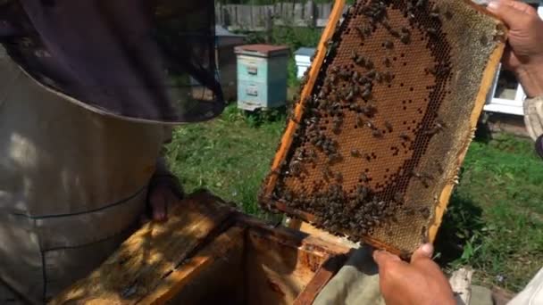 Biodlare inspektera en bikupa, Slowmotion — Stockvideo