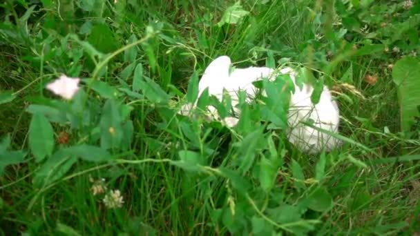 Кролик на зеленій траві, білий кролик маленький кролик, маленький білий кролик, повільний рух — стокове відео