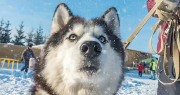 CINEMAGRAPH, 4k, nieve que cae con un retrato hermoso del invierno de un perro, lazo — Vídeos de Stock