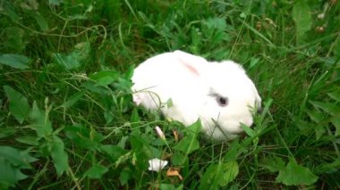 yeşil çimenlerin üzerinde tavşan, beyaz tavşan küçük tavşan, küçük beyaz tavşan, ağır çekim