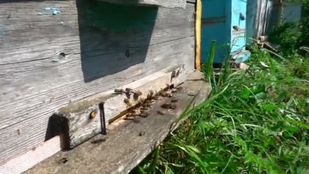 Бджоли літають від вулика, повільний рух — стокове відео