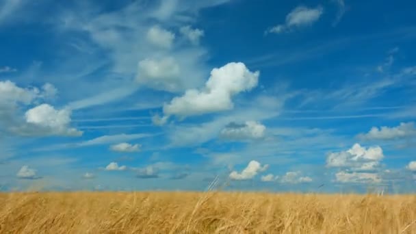 시간 경과입니다. 밀밭에 여름에 구름의 빠른 움직임 — 비디오