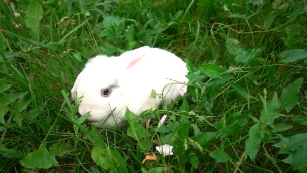 Králík na zelené trávě, Bílý králík, králíku malý bílý králíček, pomalý pohyb — Stock video