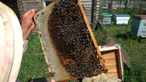 Пчеловоды осматривают улей, замедленную съемку — стоковое видео