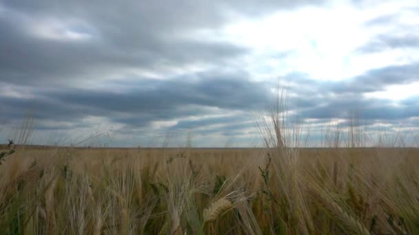 Mouvement des nuages en été sur les champs de blé — Video