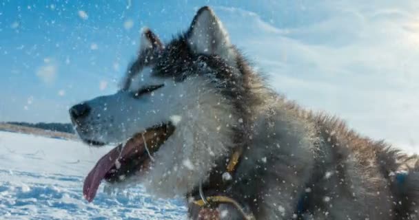 CINEMAGPH, 4к, падающий снег с зимним красивым портретом собаки, лапка — стоковое видео