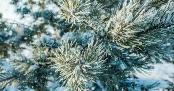 Caduta della neve nella foresta invernale — Video Stock