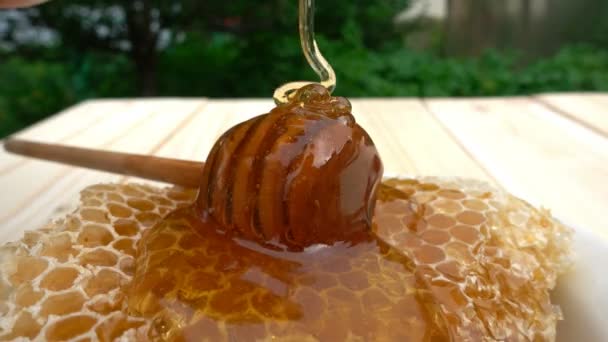 Honing druipend van honing Beer op honingraat, over gele achtergrond. 4k — Stockvideo