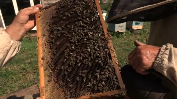 Imker inspizieren Bienenstock in Zeitlupe — Stockvideo