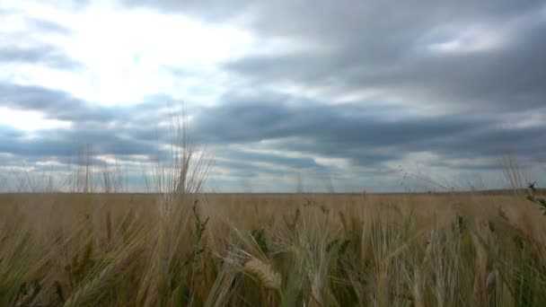 Рух хмар влітку над пшеничними полями — стокове відео